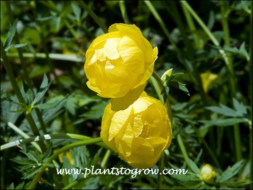 Large globular lemon flowers.